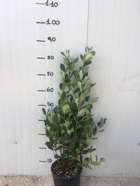 Pianta di feijoa sellowiana acca foto reali h 80cm