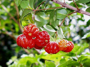 Pianta di Eugenia uniflora, Ciliegia di Cayenna, Pitanga, Ciliegia del Brasile