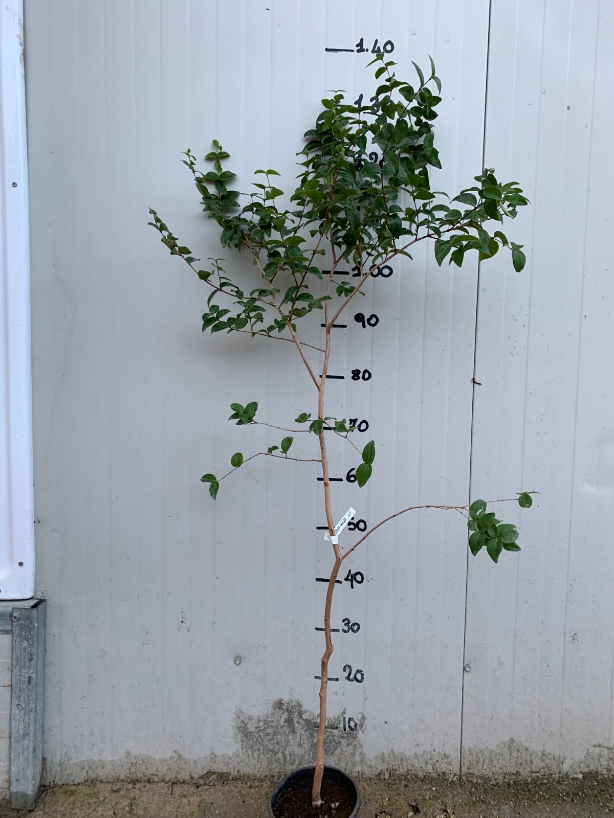 Pianta di Eugenia uniflora, Ciliegia di Cayenna, Pitanga, Ciliegia del Brasile