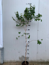 Pianta di Eugenia uniflora, Ciliegia di Cayenna, Pitanga, Ciliegia del Brasile