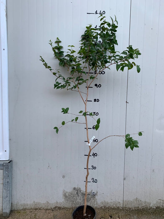 Pianta di Eugenia uniflora, Ciliegia di Cayenna, Pitanga, Ciliegia del Brasile