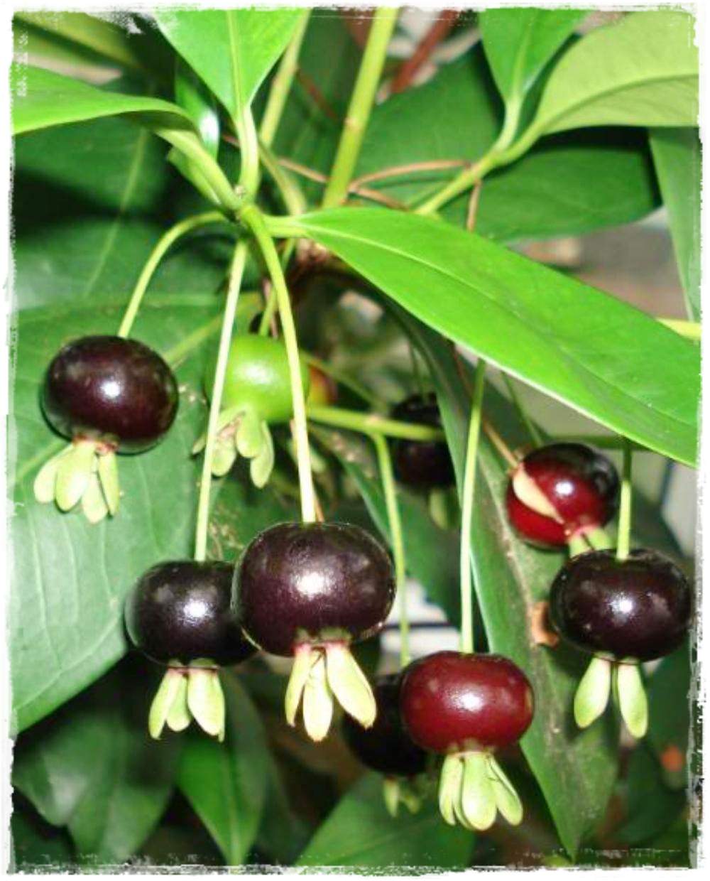 Pianta di Eugenia brasiliensis foto reali  H 80cm frutti tropicali