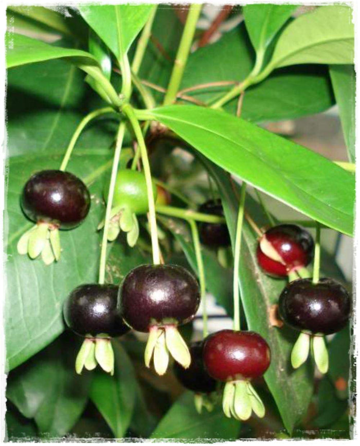 Pianta di Eugenia brasiliensis foto reali  H 80cm frutti tropicali
