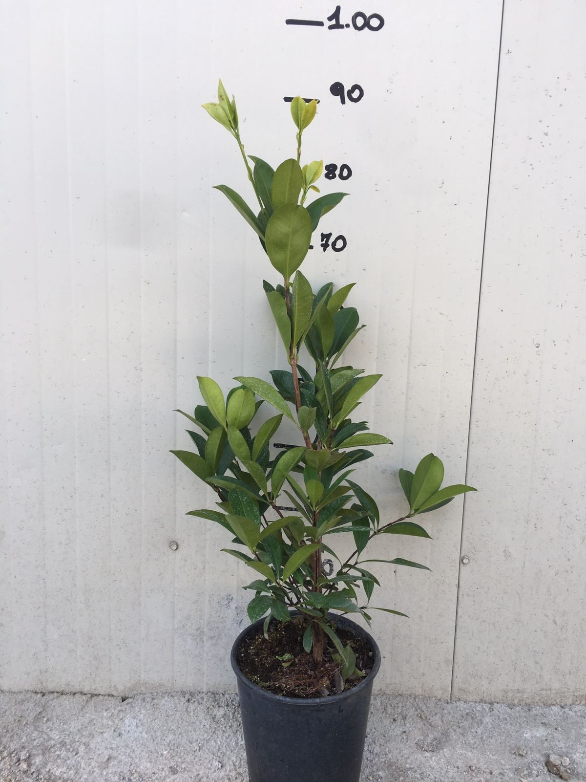 Pianta di Eugenia brasiliensis foto reali  H 80cm frutti tropicali