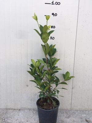 Pianta di Eugenia brasiliensis foto reali  H 80cm frutti tropicali