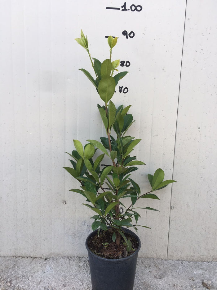 Pianta di Eugenia brasiliensis foto reali  H 80cm frutti tropicali