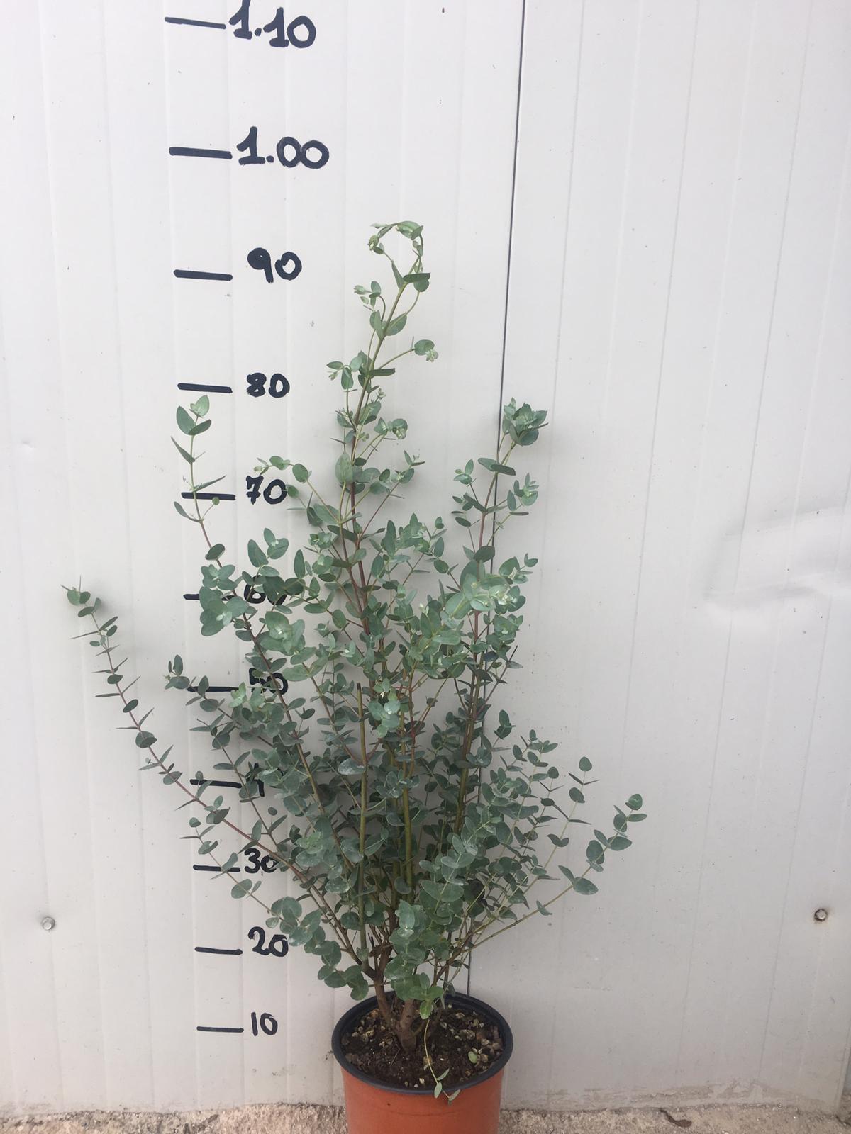 Pianta di Eucalyptus gunnii (Eucalipto) vaso 18cm