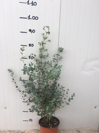 Pianta di Eucalyptus gunnii (Eucalipto) vaso 18cm