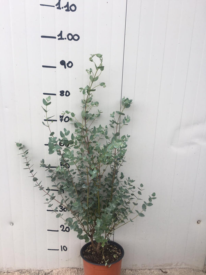 Pianta di Eucalyptus gunnii (Eucalipto) vaso 18cm