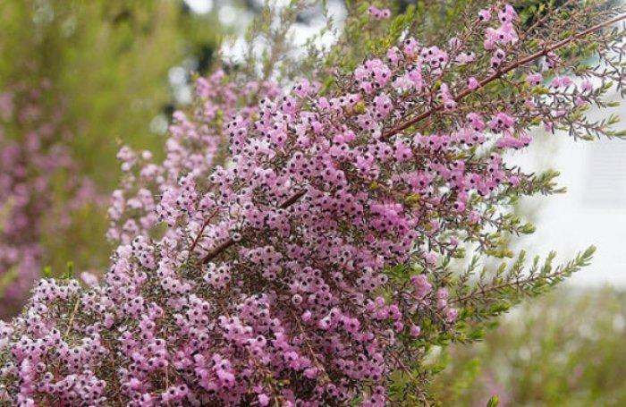 Pianta di Erica Canaliculata vaso 22