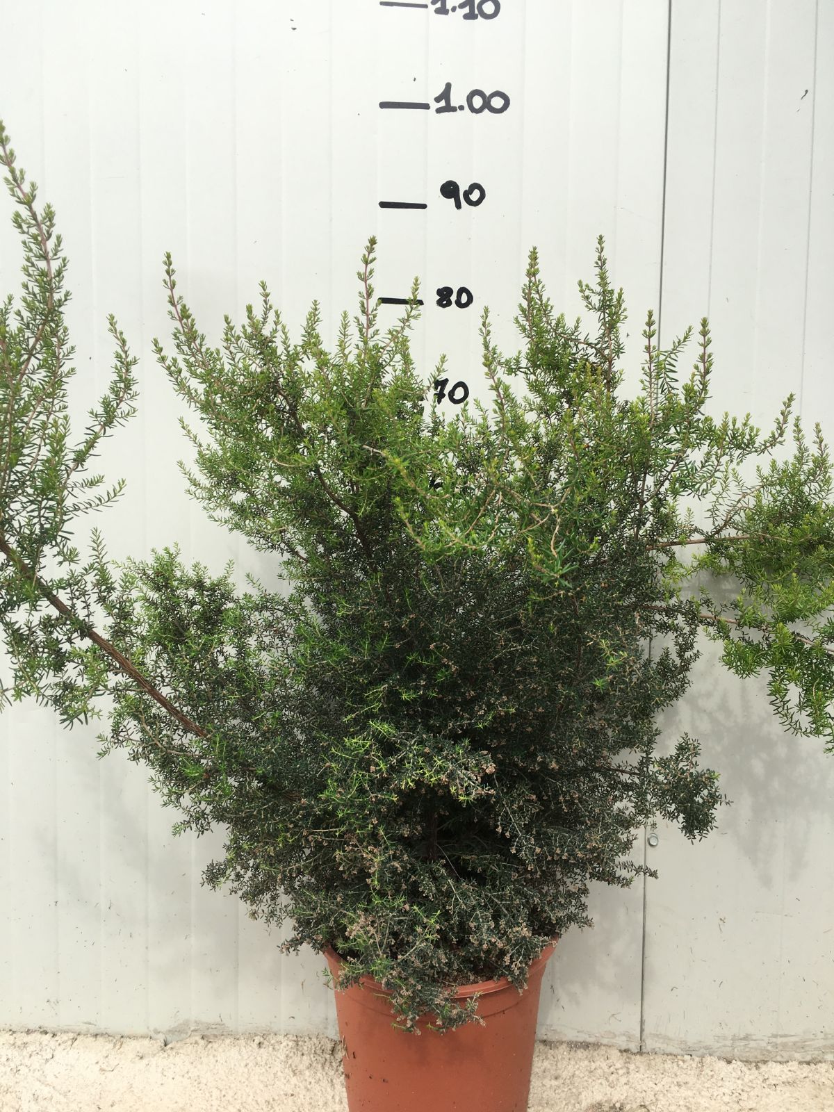 Pianta di Erica Canaliculata vaso 22