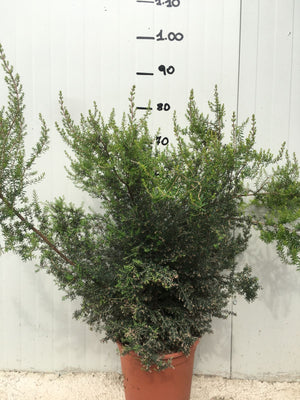 Pianta di Erica Canaliculata vaso 22