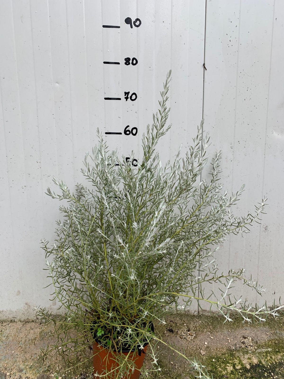 Pianta di Eremophila Nivea vaso 17cm foto reali