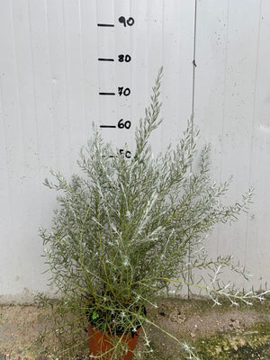 Pianta di Eremophila Nivea vaso 17cm foto reali