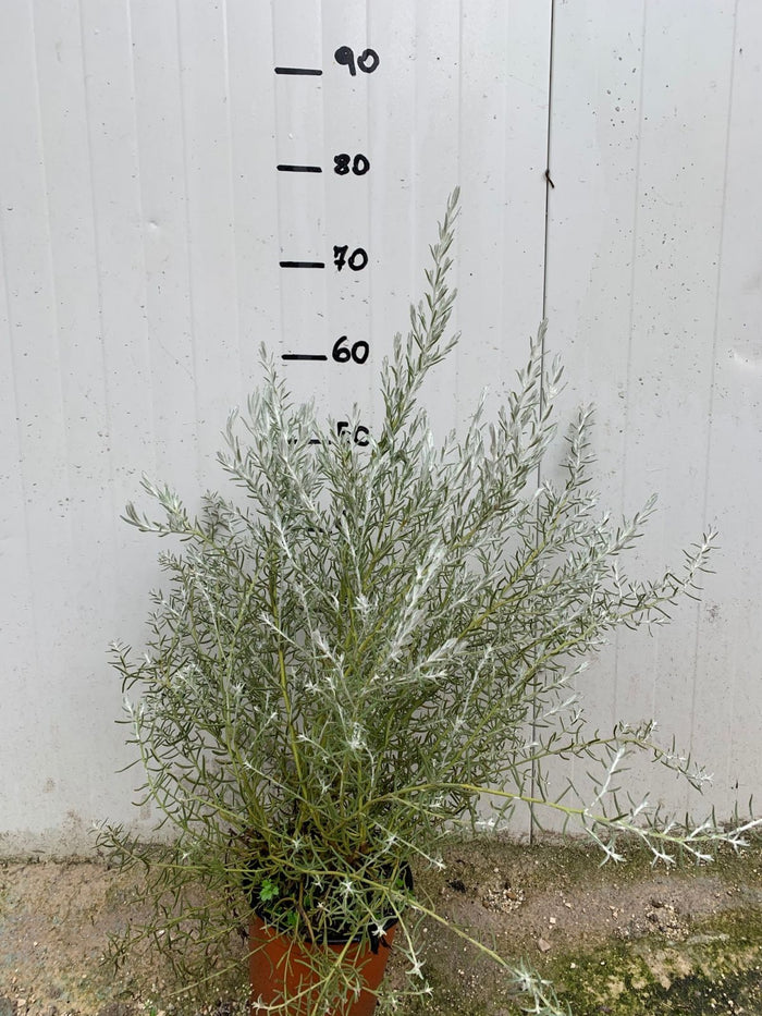 Pianta di Eremophila Nivea vaso 17cm foto reali