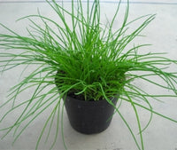 PIANTA DI ERBA CIPOLLINA VASO 14CM