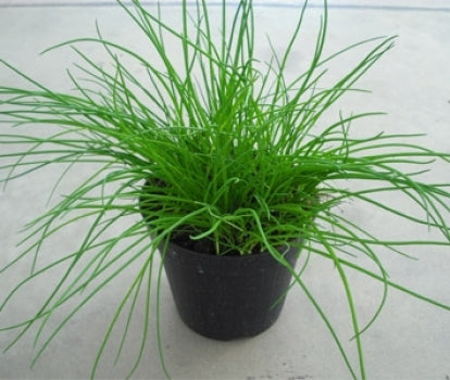 PIANTA DI ERBA CIPOLLINA VASO 14CM