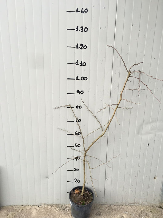 Pianta di Crataegus monogyna (Biancospino)