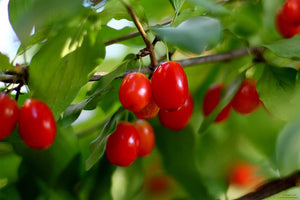 Pianta di Cornaiolo (cornus mas) foto reali H 110 cm foto reali