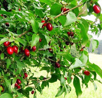 Pianta di Cornaiolo (cornus mas) foto reali H 110 cm foto reali