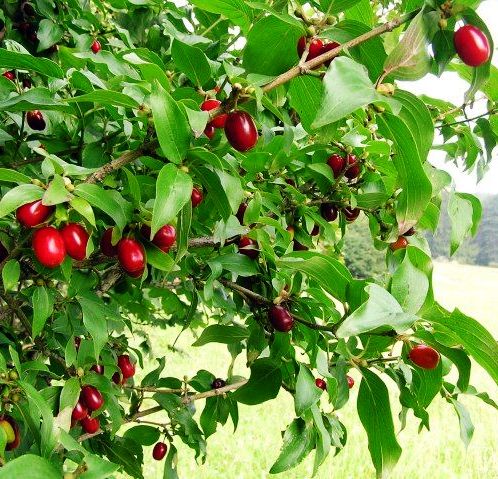 Pianta di Cornaiolo (cornus mas) foto reali H 110 cm foto reali