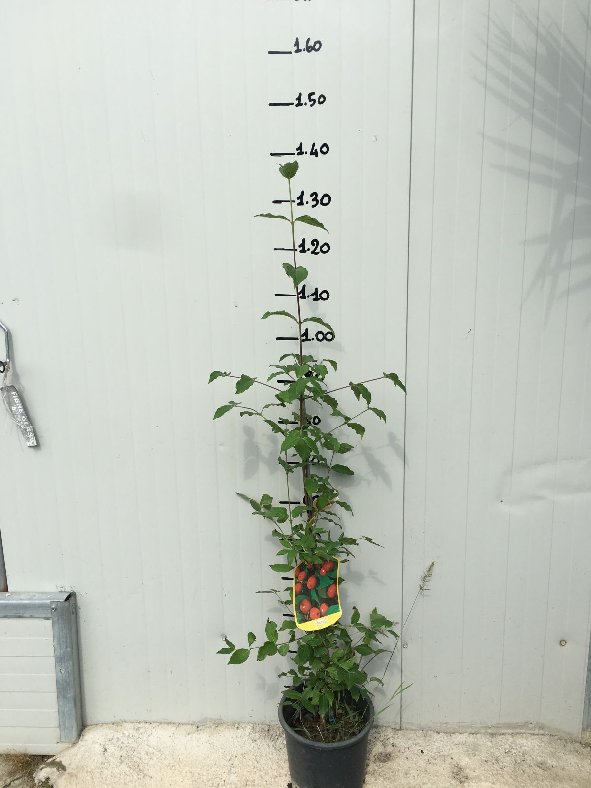 Pianta di Cornaiolo (cornus mas) foto reali H 110 cm foto reali