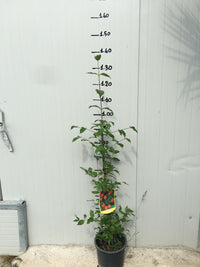 Pianta di Cornaiolo (cornus mas) foto reali H 110 cm foto reali