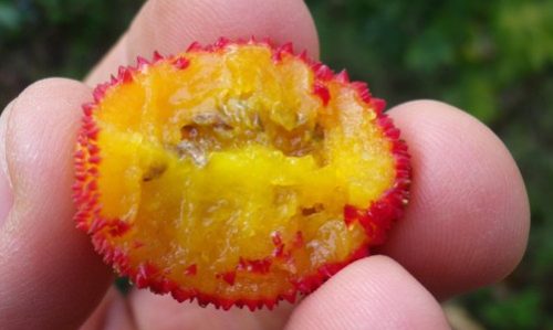 Pianta di Corbezzolo (Arbutus Unedo) vaso 18cm foto reali H 70cm