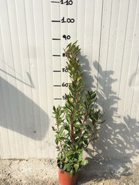 Pianta di Corbezzolo (Arbutus Unedo) vaso 18cm foto reali H 70cm