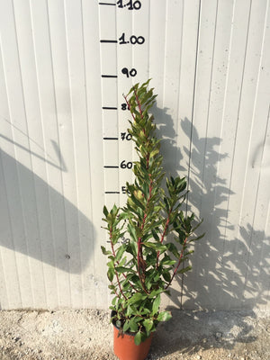 Pianta di Corbezzolo (Arbutus Unedo) vaso 18cm foto reali H 70cm