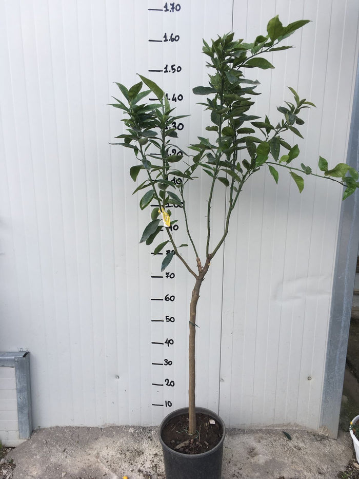 Pianta di Clementino in vaso di 3 anni foto reali