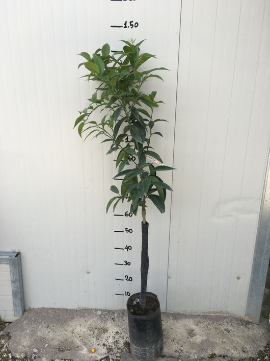 Pianta di Clementino in fitocella di 2 anni foto reali