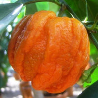 PIANTA DI CITRUS ARANCIO CORRUGATO VASO 20CM