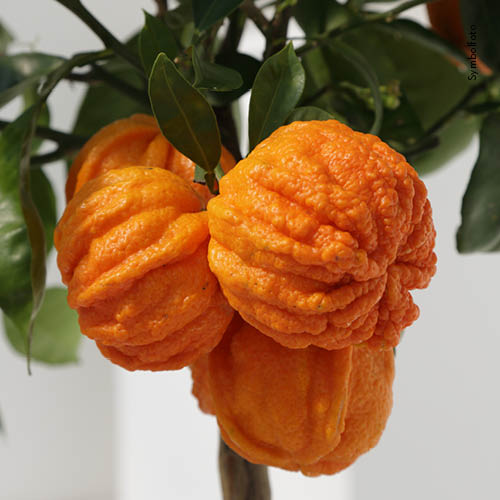 PIANTA DI CITRUS ARANCIO CORRUGATO VASO 20CM