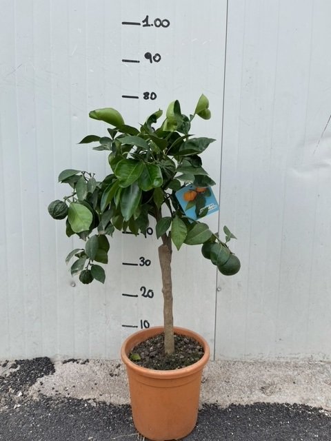 PIANTA DI CITRUS ARANCIO CORRUGATO VASO 20CM