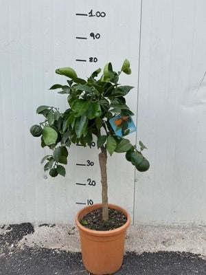 PIANTA DI CITRUS ARANCIO CORRUGATO VASO 20CM