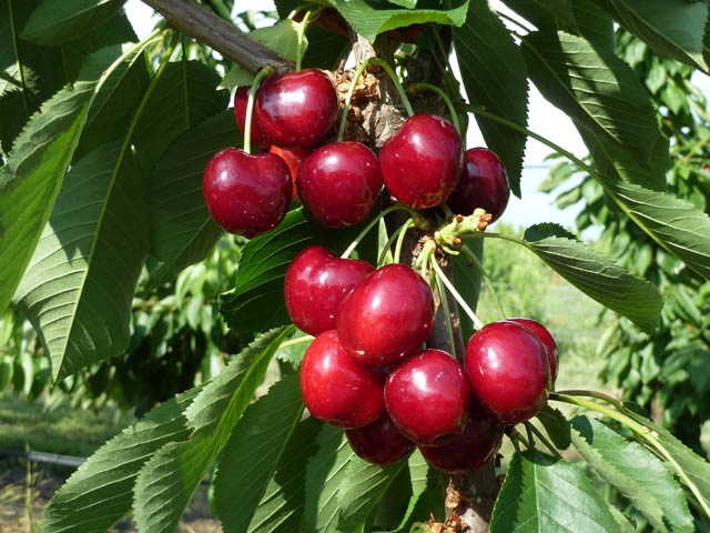 Pianta di ciliegio Lapins vaso 24cm
