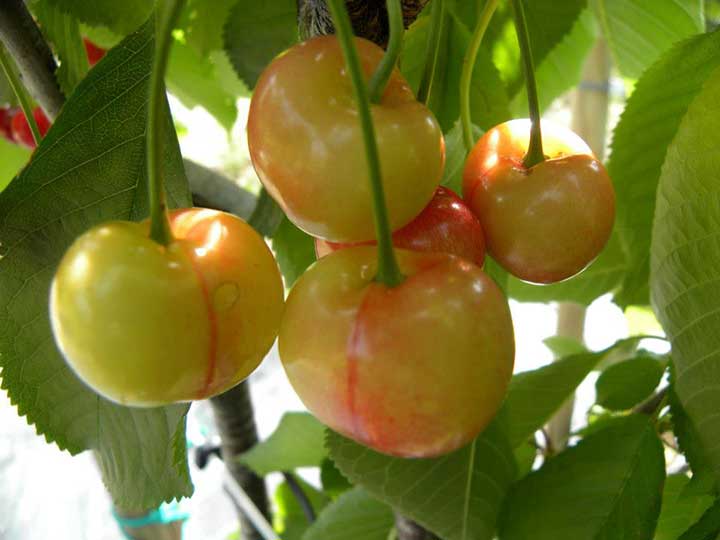 Pianta di ciliegio Imperiale in vaso foto reali