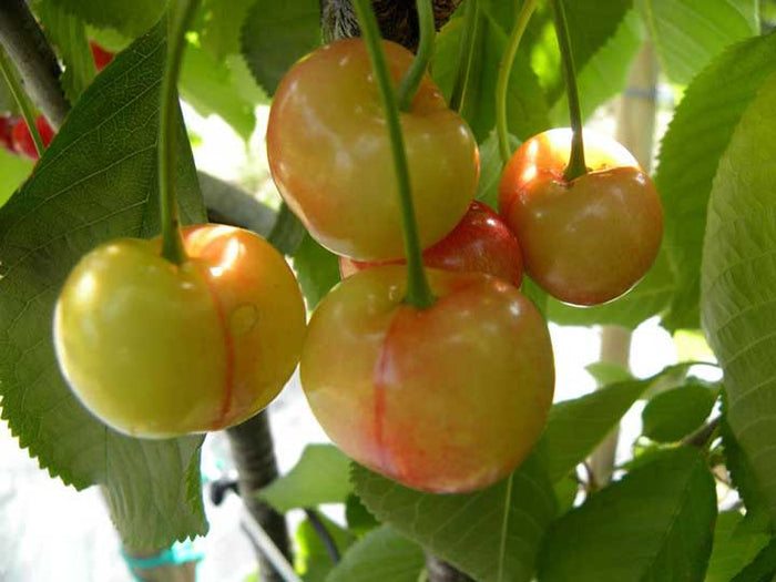 Pianta di ciliegio Imperiale in vaso foto reali