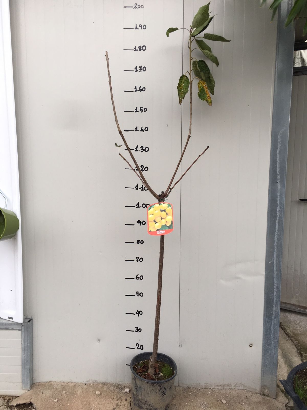 Pianta di ciliegio Imperiale in vaso foto reali