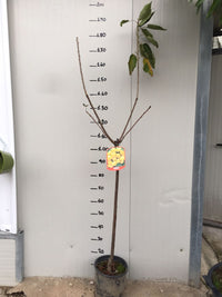 Pianta di ciliegio Imperiale in vaso foto reali