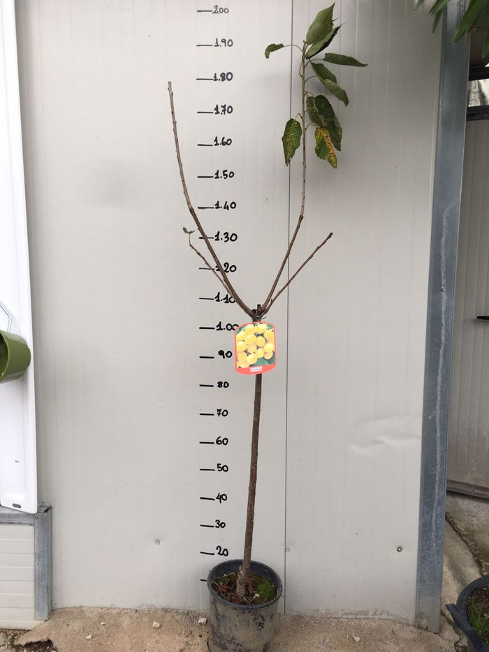 Pianta di ciliegio Imperiale in vaso foto reali