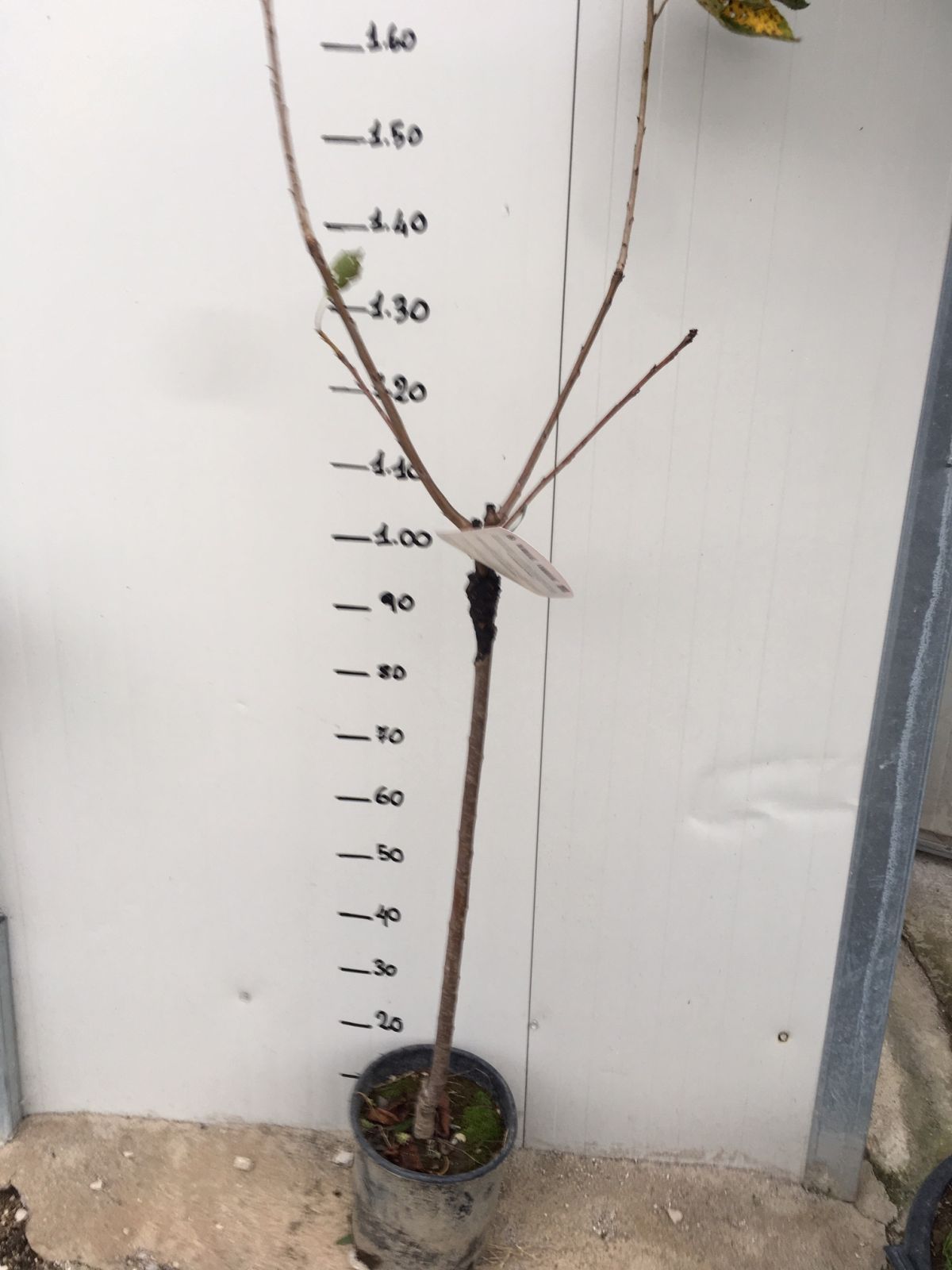 Pianta di ciliegio Giorgia in vaso foto reali