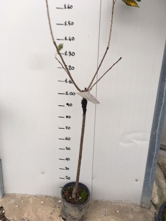 Pianta di ciliegio Giorgia in vaso foto reali