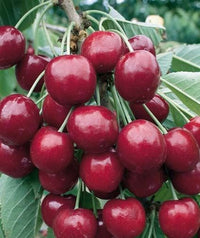 Pianta di ciliegio Ferrovia in vaso foto reali