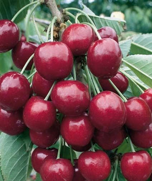 Pianta di ciliegio Ferrovia in vaso foto reali