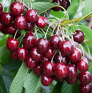 Pianta di ciliegio Durone di Vignola I vaso 20cm