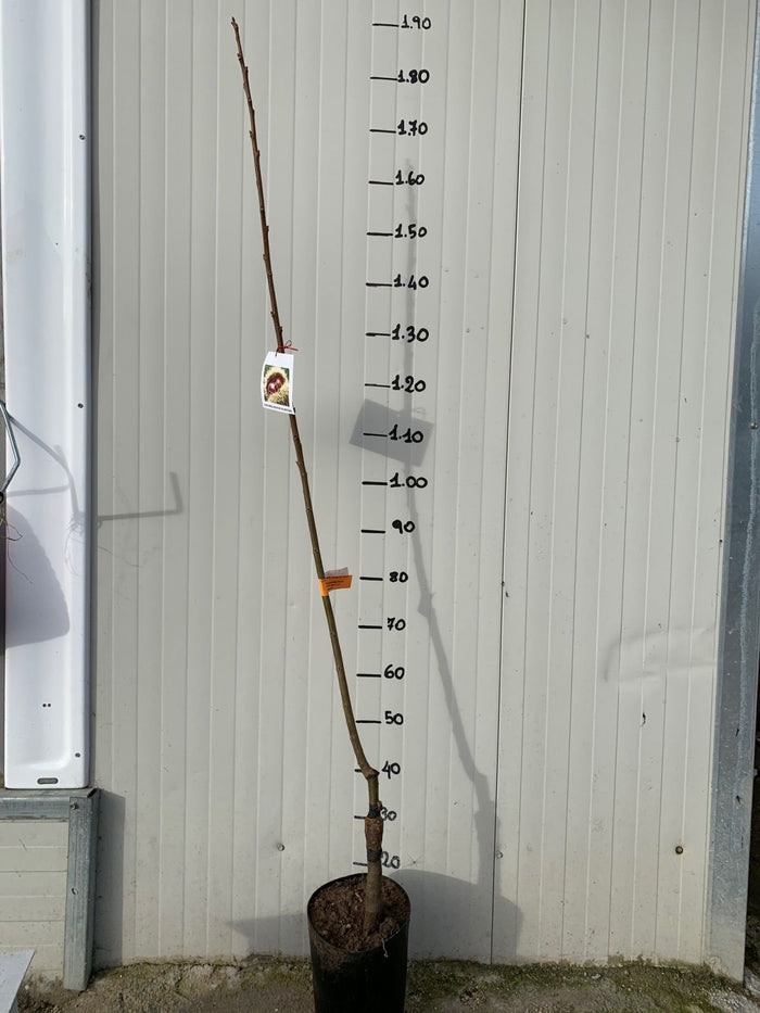 Pianta di Castagno Bouche De Betizac innestata foto reali H 150cm