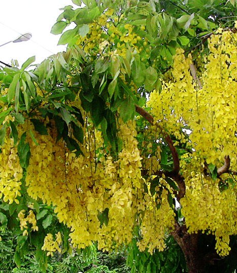 Pianta di cassia fistula foto reali h 100cm