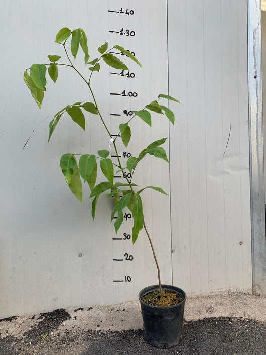 Pianta di cassia fistula foto reali h 100cm